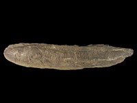藏品(劍鼻魚)的圖片